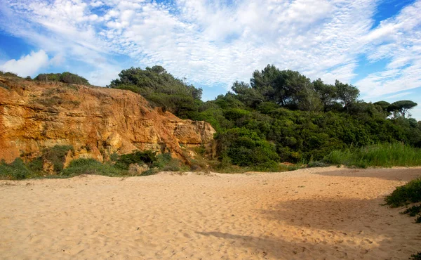 Meadows Conil Frontera Півдні Іспанії Навесні Можете Бачити Квіти Пісок — стокове фото