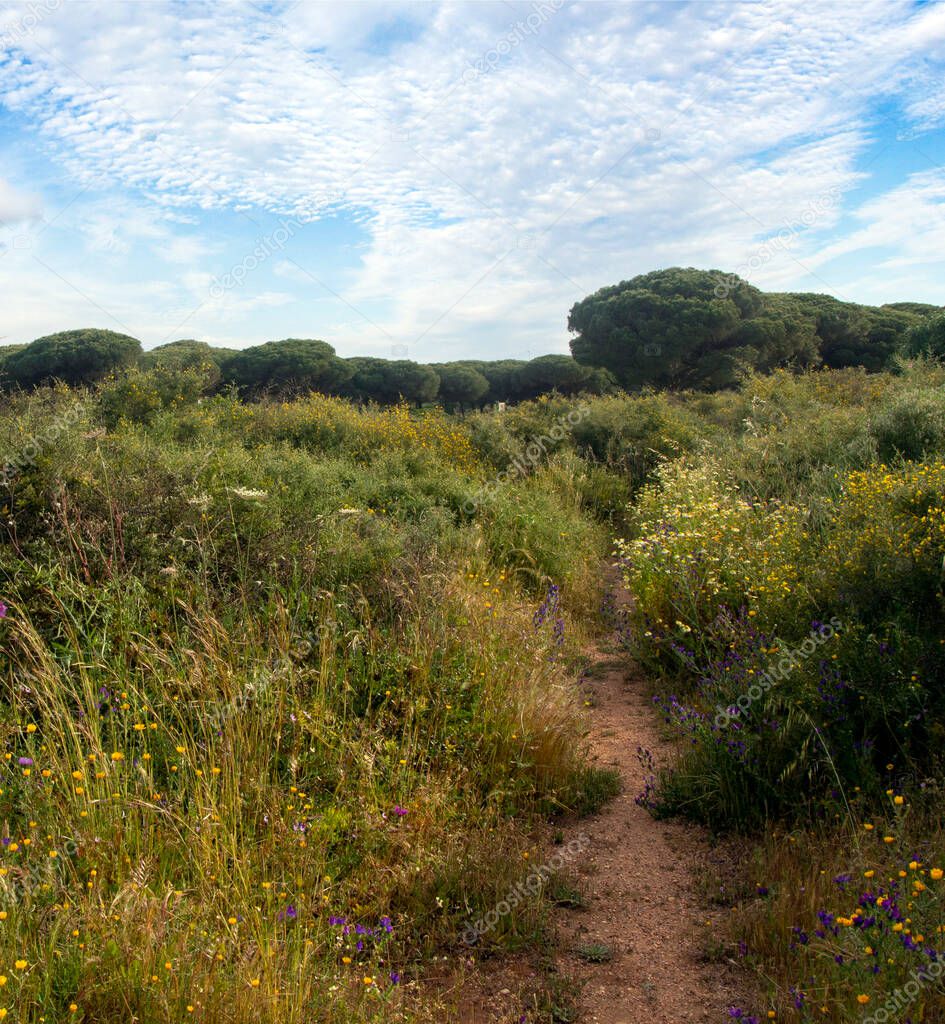 Meadows of Conil de La Frontera in the south of Spain in springtime. You can see flowers and sand of dunes