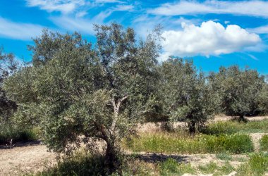 Bir bahar günü Endülüs meydanında zeytin ağaçları
