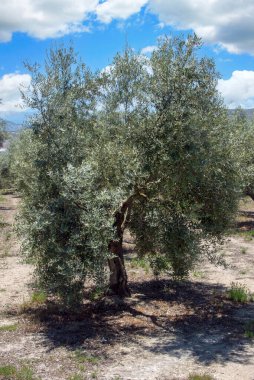 Bir bahar günü Endülüs meydanında zeytin ağaçları