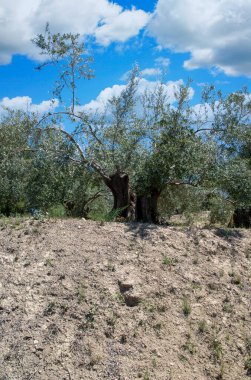 Bir bahar günü Endülüs meydanında zeytin ağaçları