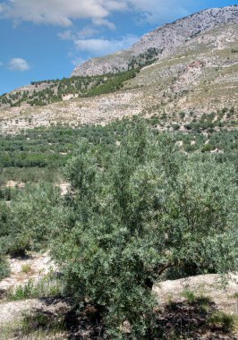 Bir bahar günü Endülüs meydanında zeytin ağaçları