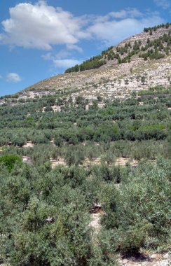 Bir bahar günü Endülüs meydanında zeytin ağaçları