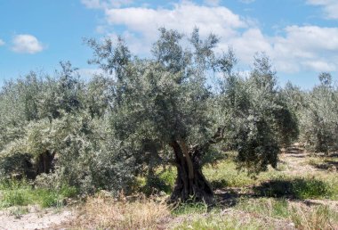 Bir bahar günü Endülüs meydanında zeytin ağaçları