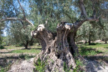 Bir bahar günü Endülüs meydanında zeytin ağaçları