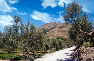 Bir bahar günü Endülüs meydanında zeytin ağaçları