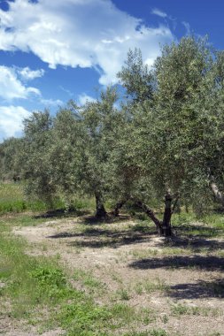 Bir bahar günü Endülüs meydanında zeytin ağaçları