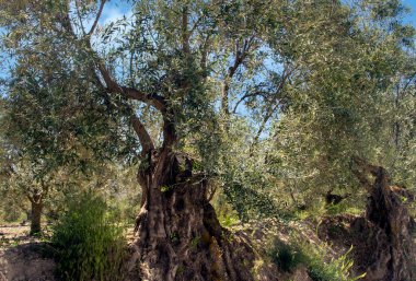 Bir bahar günü Endülüs meydanında zeytin ağaçları