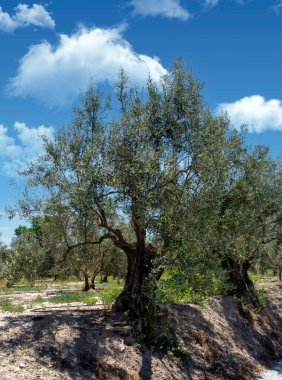 Bir bahar günü Endülüs meydanında zeytin ağaçları