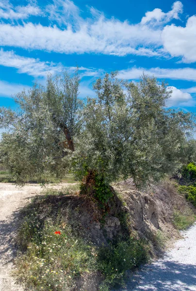 Olivos Campo Andalucía Día Primavera —  Fotos de Stock