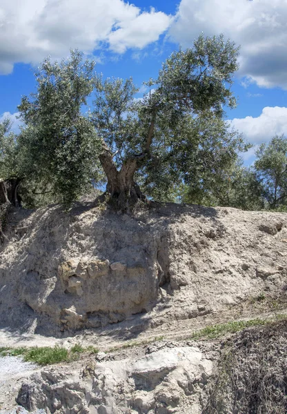 Olijfbomen Het Gebied Van Andalusië Een Lentedag — Stockfoto