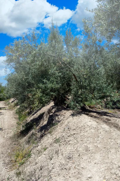 Oliivipuut Andalusian Pellolla Kevätpäivänä — kuvapankkivalokuva