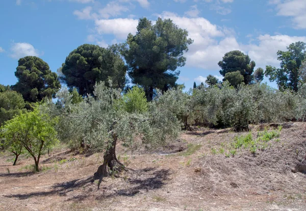 Olivos Campo Andalucía Día Primavera — Foto de Stock