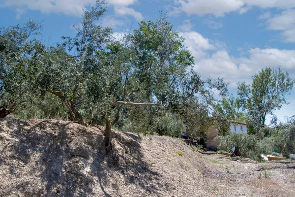 Olivenbäume Auf Dem Feld Von Andalusien Einem Frühlingstag — Stockfoto