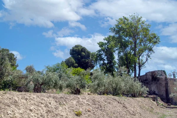 Olivenbäume Auf Dem Feld Von Andalusien Einem Frühlingstag — Stockfoto