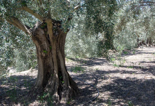 Olivträd Andalusiens Fält Vårdag — Stockfoto