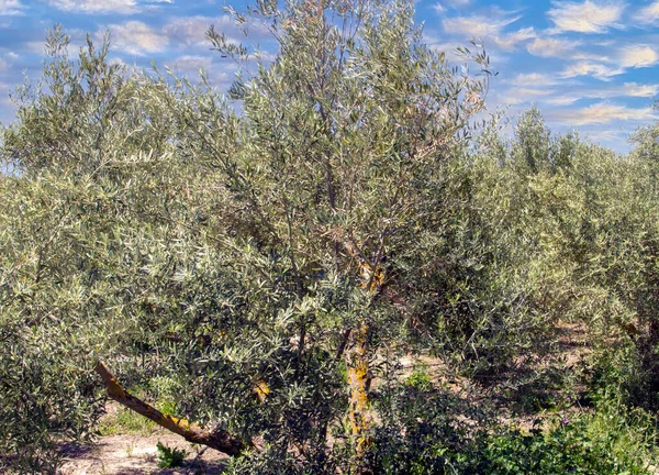 Olivos Campo Andalucía Día Primavera —  Fotos de Stock