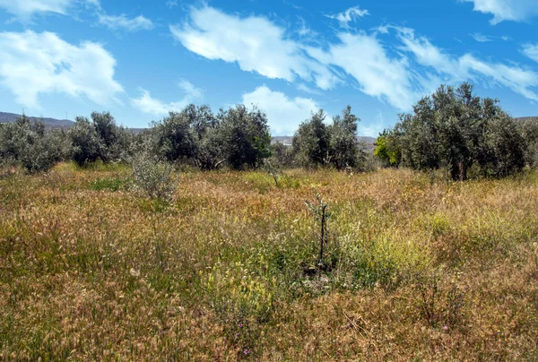 Olivovníky Poli Andalusie Jarním Dni — Stock fotografie