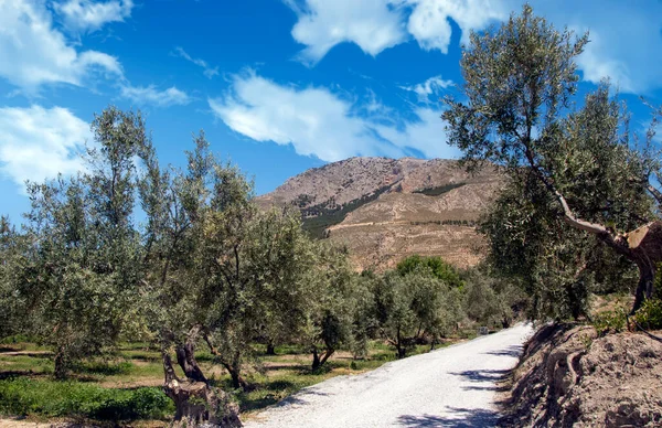 Bir bahar günü Endülüs meydanında zeytin ağaçları