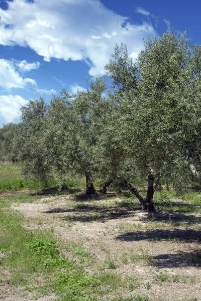 Olivos Campo Andalucía Día Primavera —  Fotos de Stock