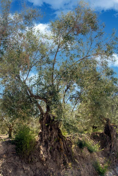 Oliivipuut Andalusian Pellolla Kevätpäivänä — kuvapankkivalokuva