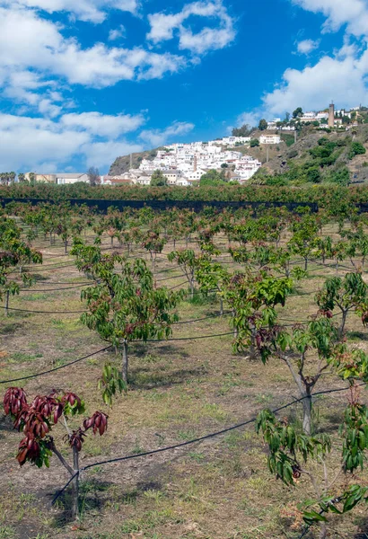 Town Granada South Spain You Can See White Houses Spring — Stock Photo, Image