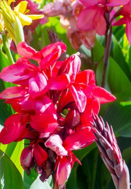 İspanya 'nın güneyindeki Sevilla Parkı güneşli bir günde