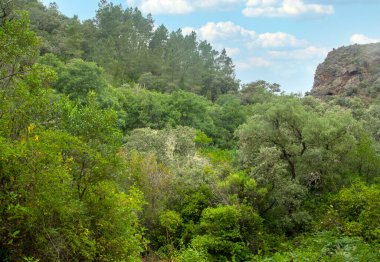 İspanya 'nın güneyindeki Sierra Aracena Ormanı güneşli bir günde