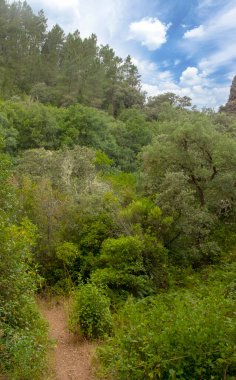 İspanya 'nın güneyindeki Sierra Aracena Ormanı güneşli bir günde