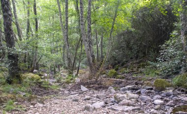 İspanya 'nın güneyindeki Sierra Aracena Ormanı güneşli bir günde