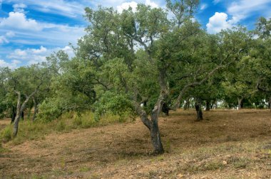 İspanya 'nın güneyindeki Sierra Aracena Ormanı güneşli bir günde