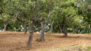 İspanya 'nın güneyindeki Sierra Aracena Ormanı güneşli bir günde