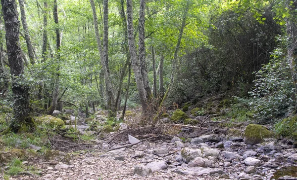 Wald Der Sierra Von Aracena Süden Spaniens Einem Sonnigen Tag — Stockfoto