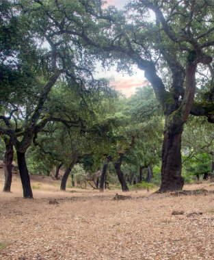 İspanya 'nın güneyindeki Sierra Aracena Ormanı güneşli bir günde