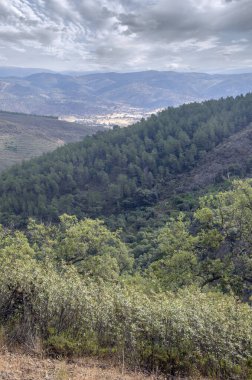 İspanya 'nın güneyindeki Sierra Aracena Ormanı güneşli bir günde