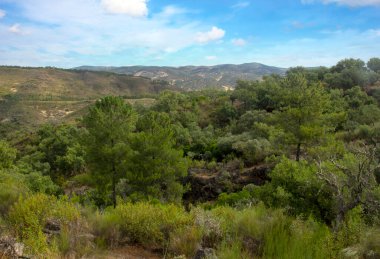 İspanya 'nın güneyindeki Sierra Aracena Ormanı güneşli bir günde