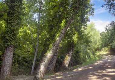 İspanya 'nın güneyindeki Sierra Aracena Ormanı güneşli bir günde