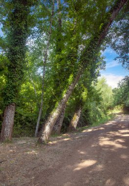 İspanya 'nın güneyindeki Sierra Aracena Ormanı güneşli bir günde