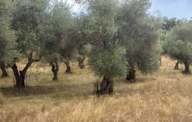 İspanya 'nın güneyindeki Sierra de Aracena dağlarında zeytin ağaçları