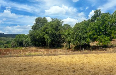 İspanya 'nın güneyindeki Sierra Aracena Ormanı güneşli bir günde