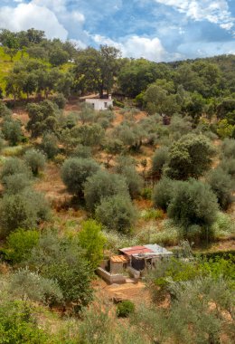 İspanya 'nın güneyindeki Sierra Aracena Ormanı güneşli bir günde