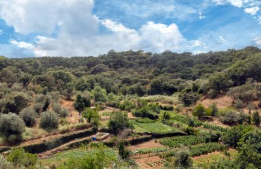 İspanya 'nın güneyindeki Sierra Aracena Ormanı güneşli bir günde