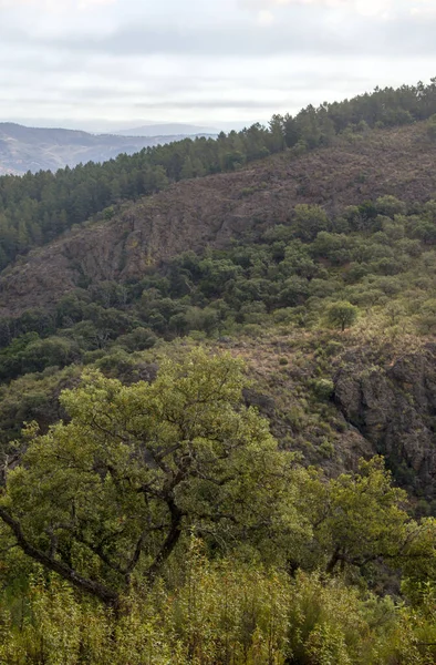 Δάσος Της Σιέρα Αρακένα Στα Νότια Της Ισπανίας Μια Ηλιόλουστη — Φωτογραφία Αρχείου