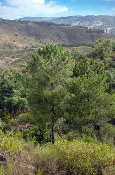Forêt Sierra Aracena Dans Sud Espagne Par Une Journée Ensoleillée — Photo