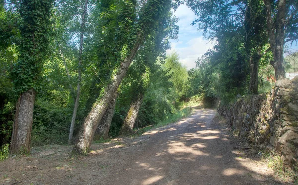 Bos Van Sierra Aracena Het Zuiden Van Spanje Een Zonnige — Stockfoto