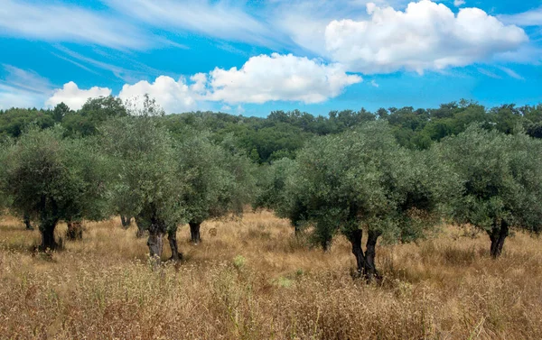 Olivi Nelle Montagne Della Sierra Aracena Nel Sud Della Spagna — Foto Stock