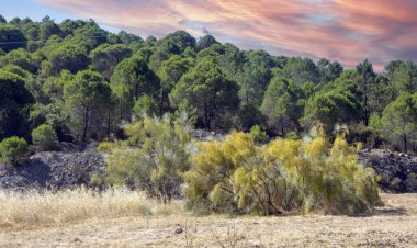 İspanya 'nın güneyindeki Huelva eyaletindeki Rio Tinto madeninde.