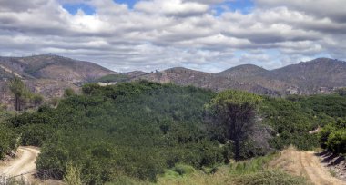 Huelva Eyaleti Ormanı İspanya 'nın güneyinde güneşli bir günde
