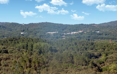 Huelva Eyaleti Ormanı İspanya 'nın güneyinde güneşli bir günde