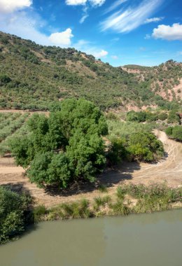 İspanya 'nın güneyindeki Olvera Meadows. La Via verde 'de, Olvera ve Puerto Serrano arasında yer almaktadır.